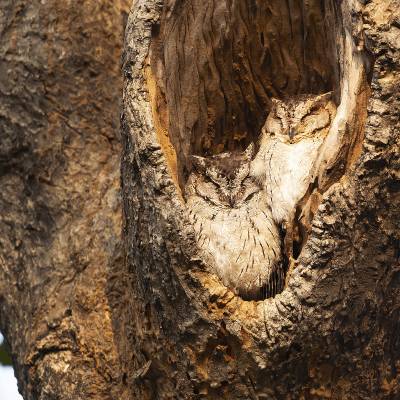 Indian scops owl