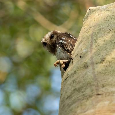 Bare-legged owl