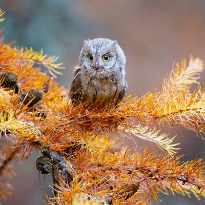 Eurasian scops owl