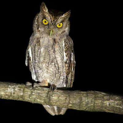 Pacific screech owl