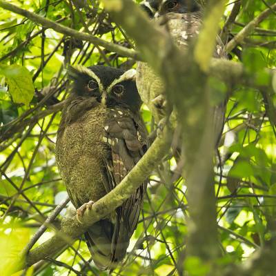 Crested owl