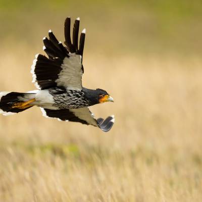 Carunculated caracara