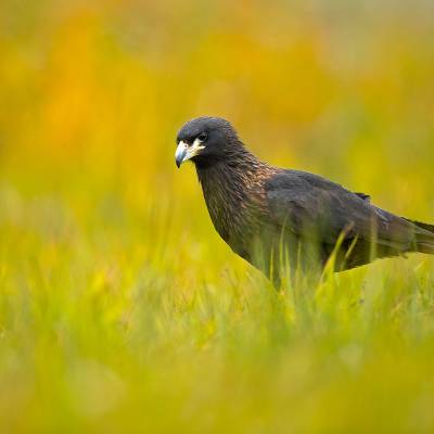 Striated caracara