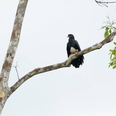 Red-throated caracara