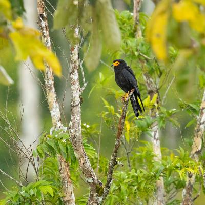 Black caracara