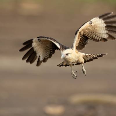 Yellow-headed caracara