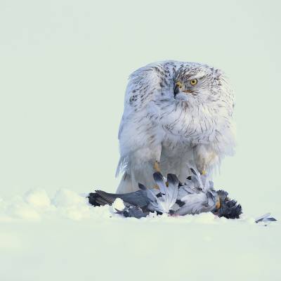 Siberian goshawk