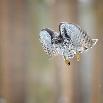 Eurasian goshawk