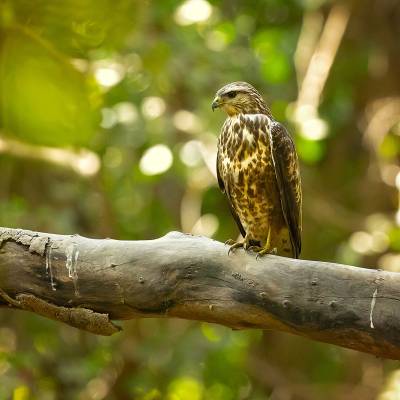 Long-legged buzzard