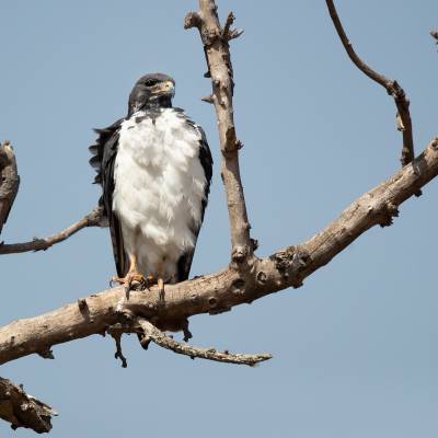 Augur buzzard