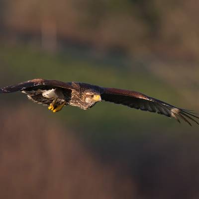 Harris's hawk