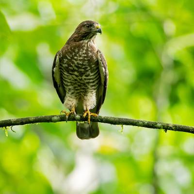 Roadside hawk