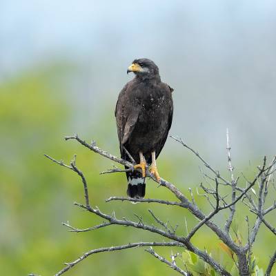 Cuban black hawk