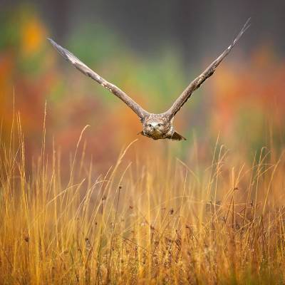 Common buzzard