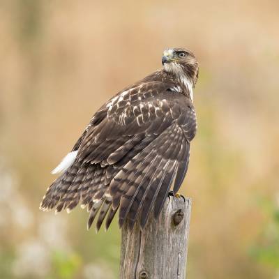 Red-tailed hawk