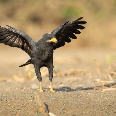 Common black hawk