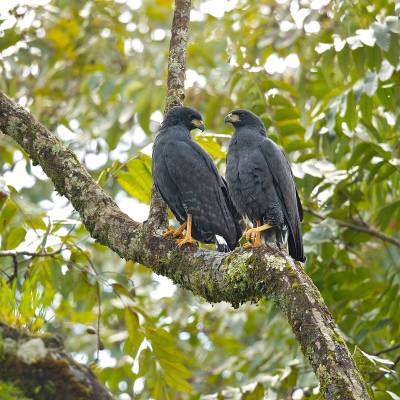 Great black hawk