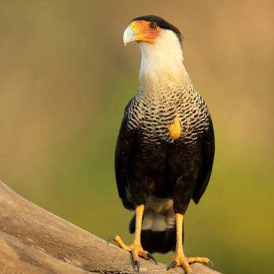 Crested caracara