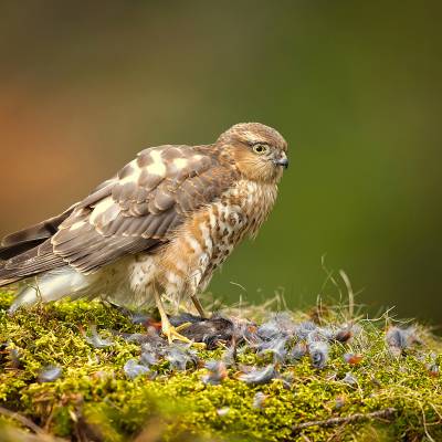 Eurasian sparrowhawk