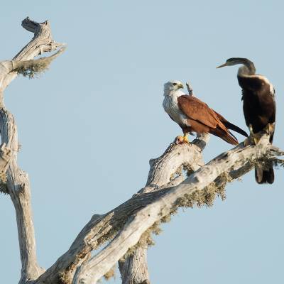 Brahminy kite