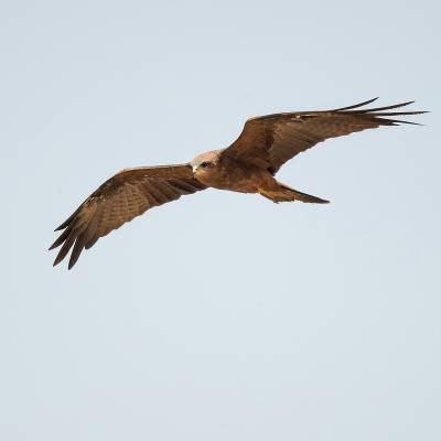 Red kite