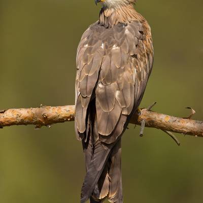 Black kite