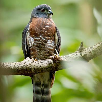 Double-toothed kite