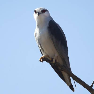 Black-winged kite