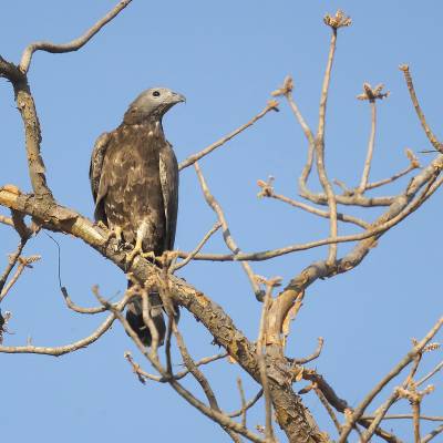 Crested honey buzzard