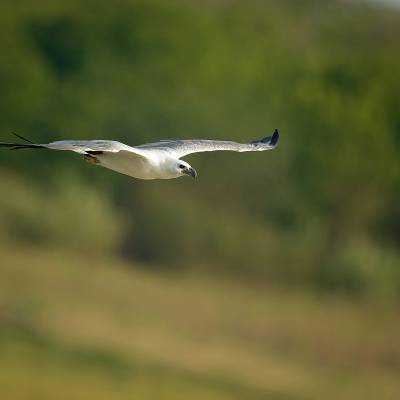 White-bellied sea eagle