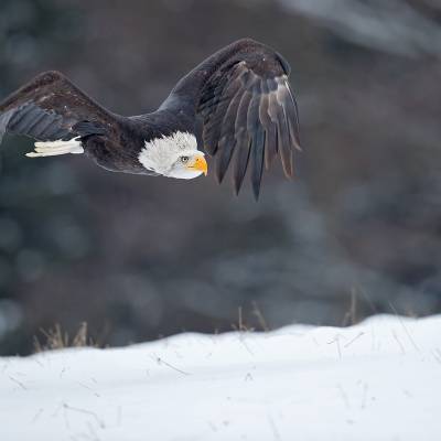 Bald eagle