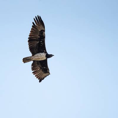 Martial eagle