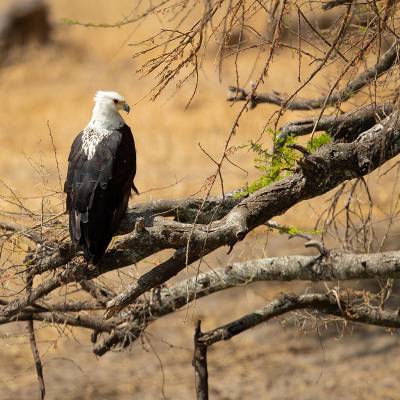 African fish eagle