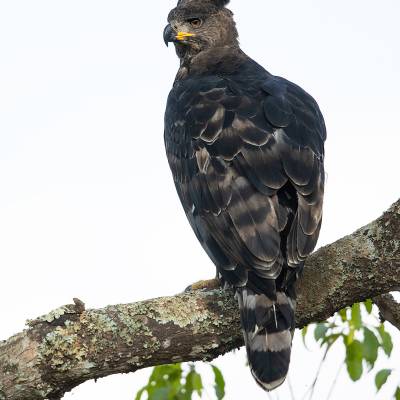 Crowned eagle