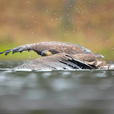 White-tailed eagle