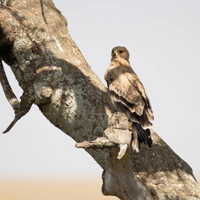 Tawny eagle