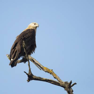 Pallas's fish eagle