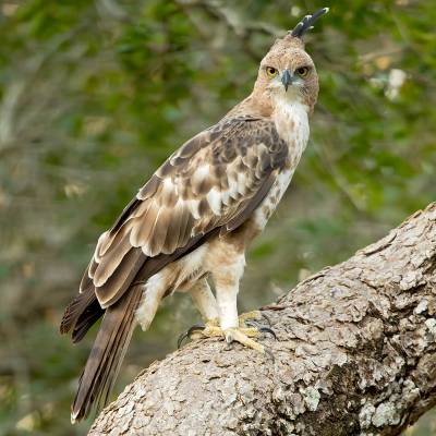 Changeable hawk-eagle