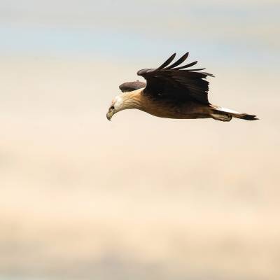 Lesser fish eagle