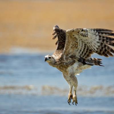 Grey-headed fish eagle