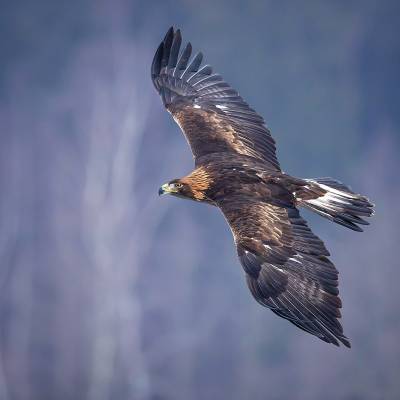 Golden eagle