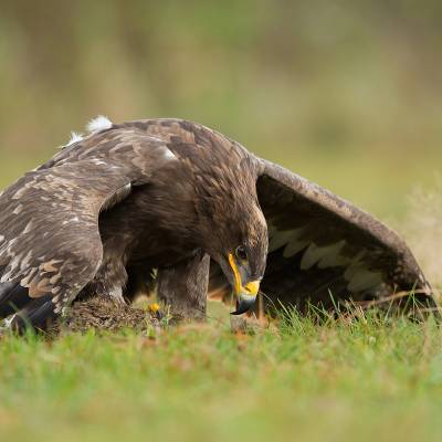 Steppe eagle