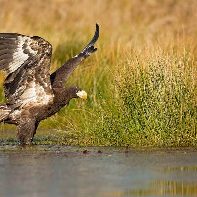 Steller's sea eagle