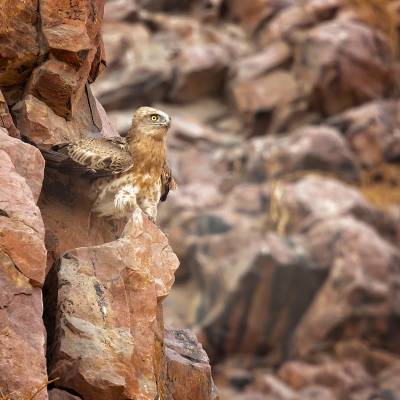 Short-toed snake eagle