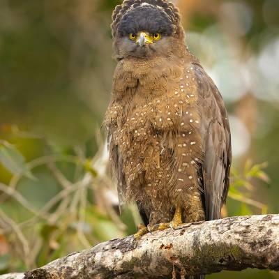 Sulawesi serpent eagle