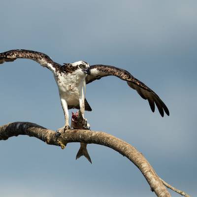 Osprey