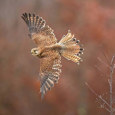 Common kestrel