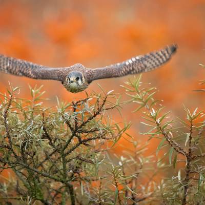 American kestrel