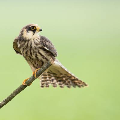 Red-footed falcon