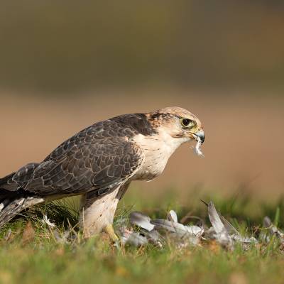 Lanner falcon